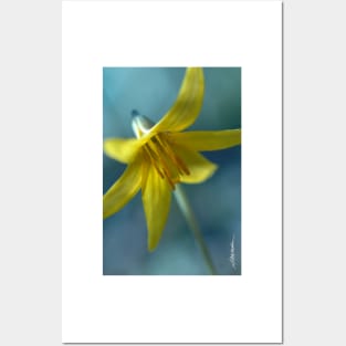 Vermont Trout Lily Posters and Art